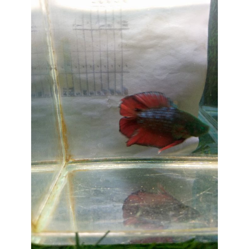 cupang PKDT black vampire hulk