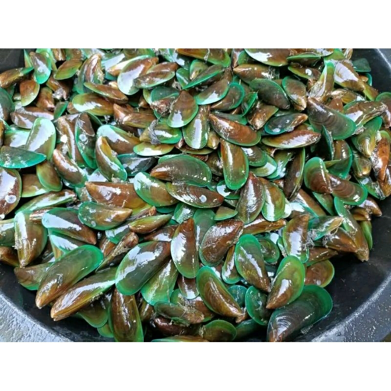 

KERANG IJO