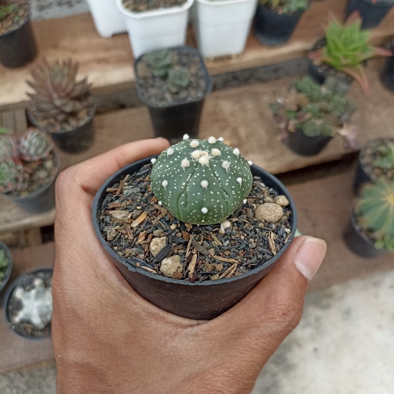 astrophytum nudum