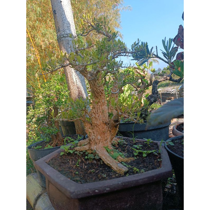 Bonsai Buxus Prospek
