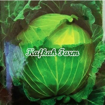 Benih 15 Biji Kubis GIANTY