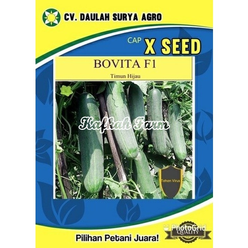 Benih 10 Biji Timun BOVITA F1