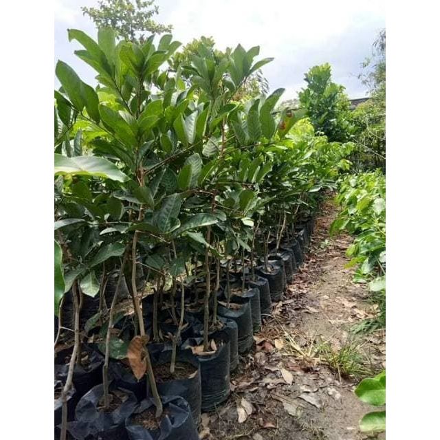 BIBIT TANAMAN RAMBUTAN BINJAI GRATIS PUPUK NPK MUTIARA 1616