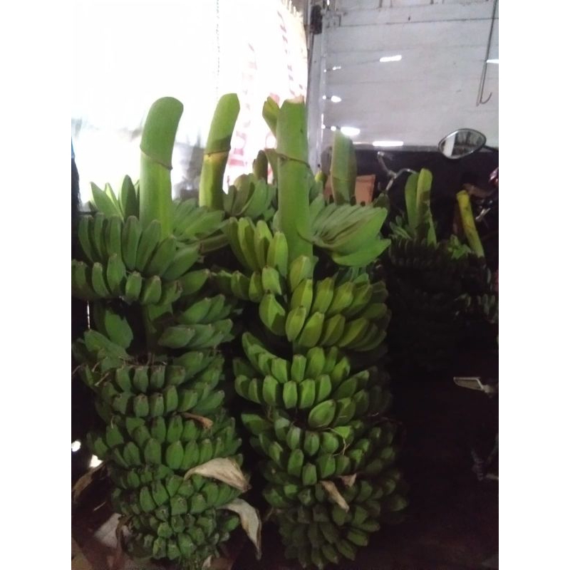 

PISANG KEPOK/BANGIL 1KG
