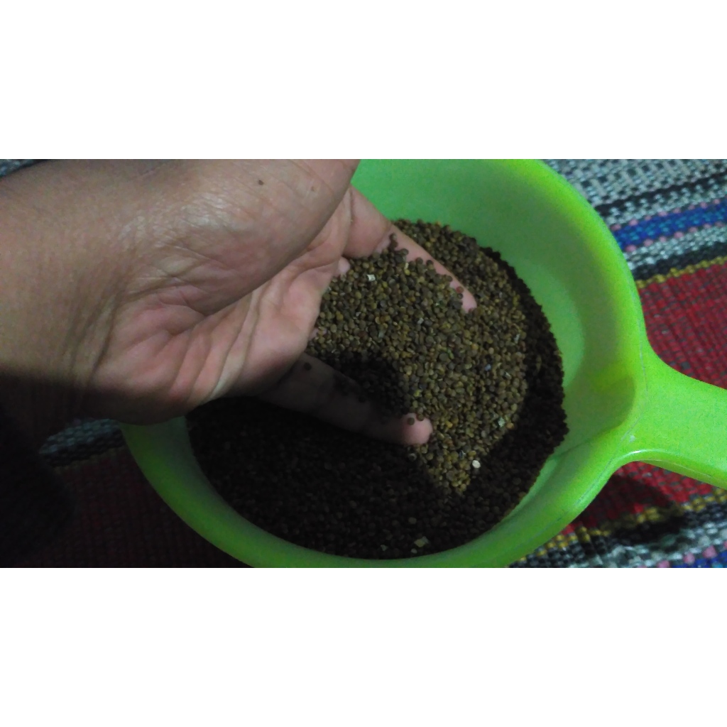 Benih Indigofera Pakan Ternak /bibit indigofera pakan ternak