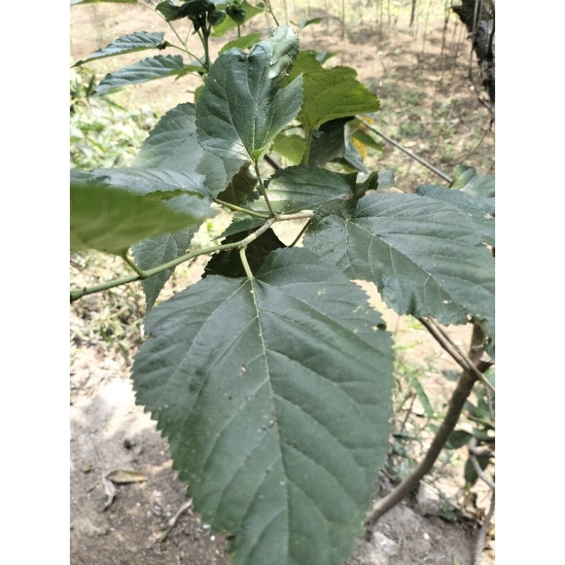 

DAUN MURBEI SEGAR ORGANIK POHON MULBERRY 100Gr.