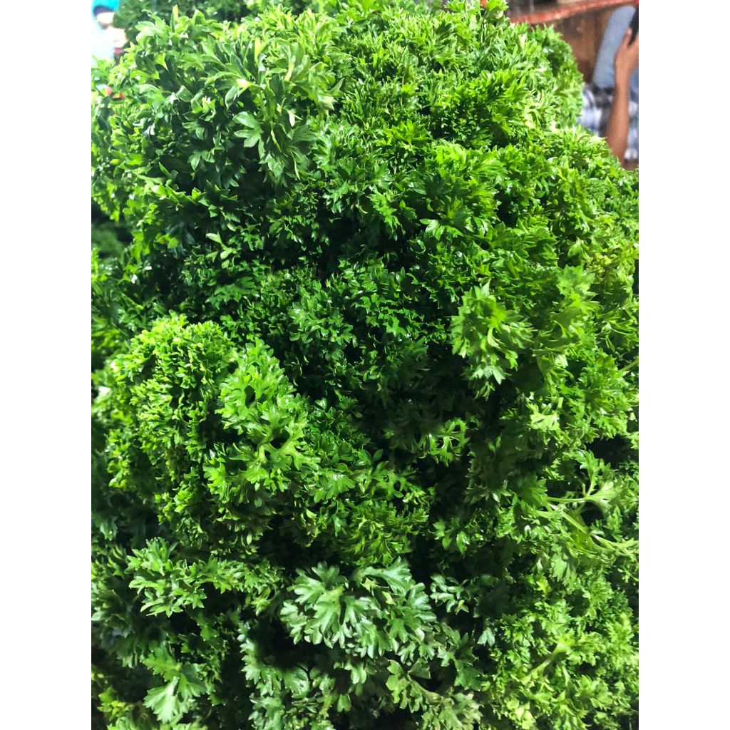 

Daun Parsley Fresh 500 gram