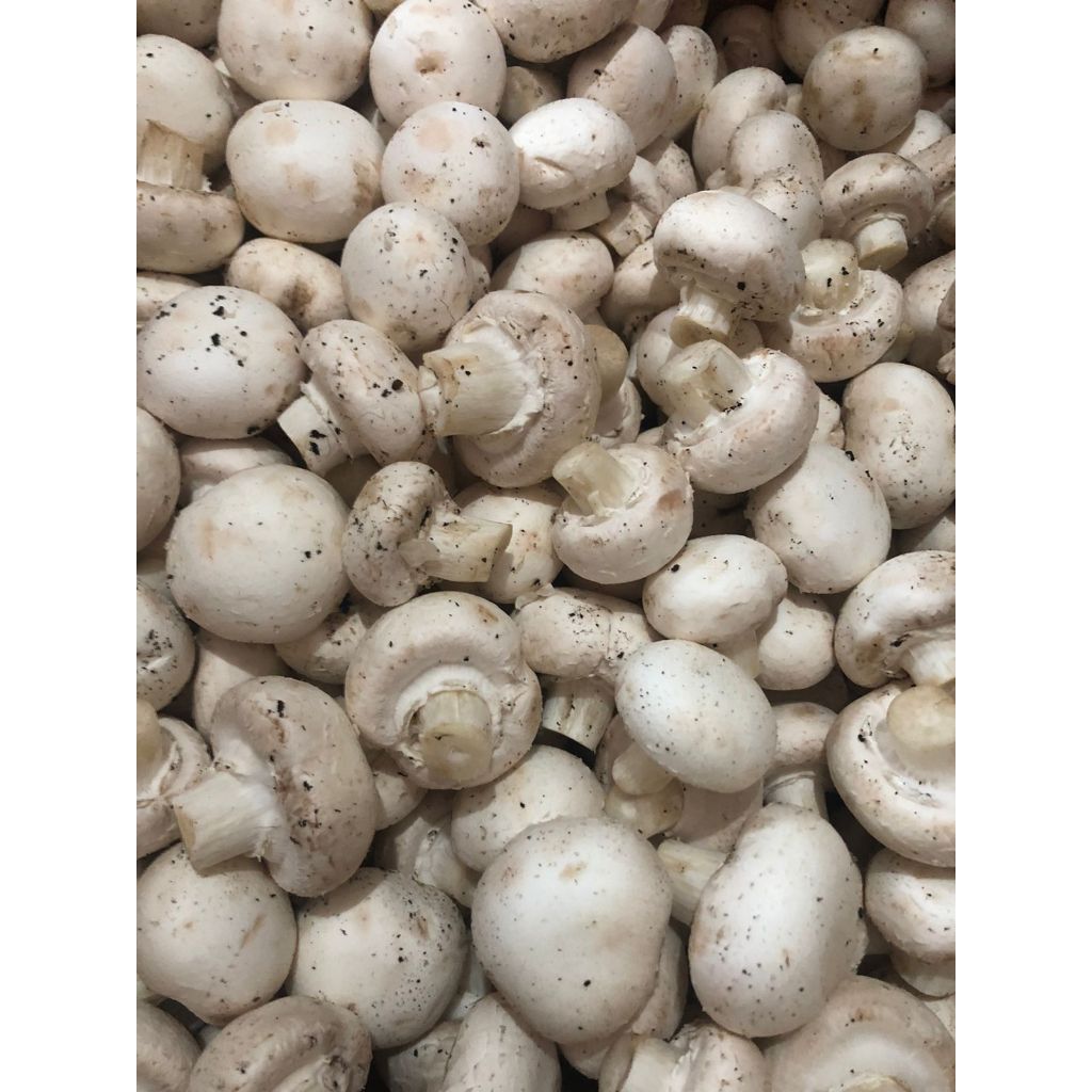 

Jamur Champignon/ Jamur Kancing 500 gram