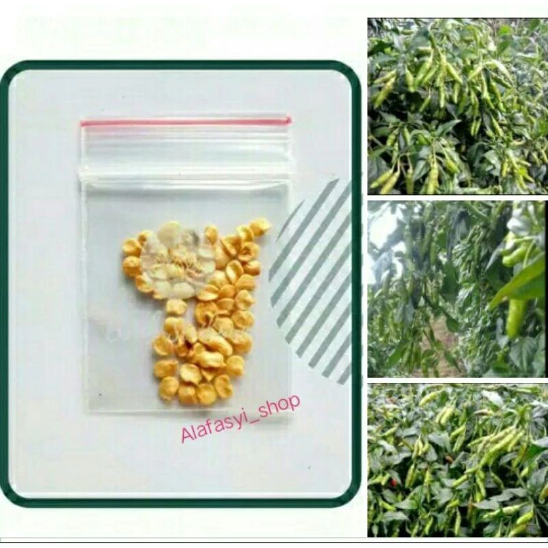 1 gram Biji / Bibit Cabe Rawit GV2 Rawit Hijau