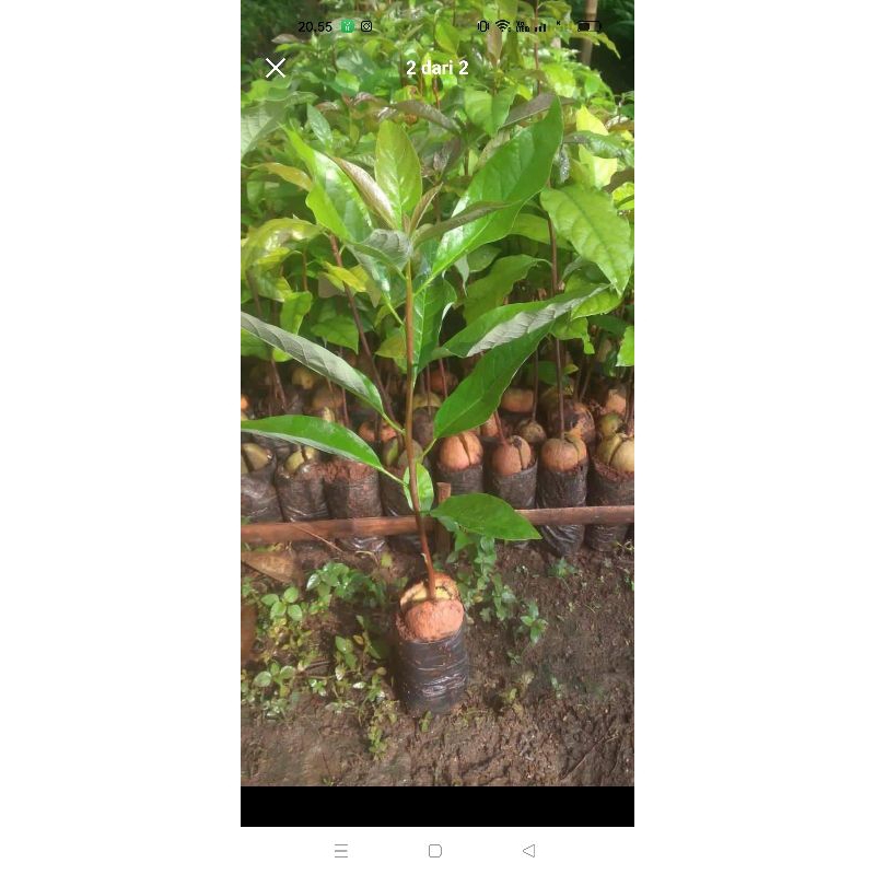 

Sidling Alpukat Bahan Sambung pucuk Alpukat