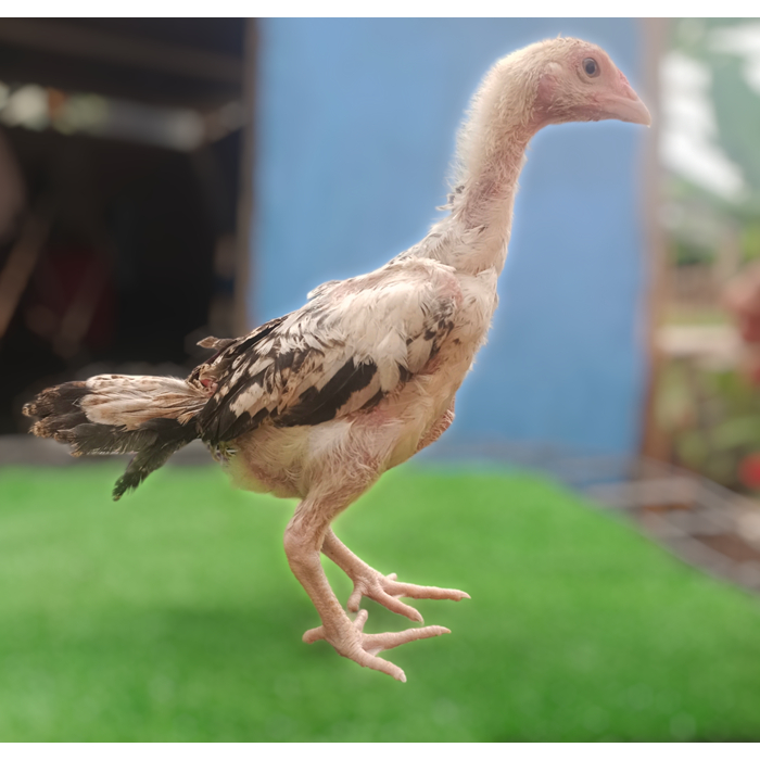 pitikan bulbi x mangon iq , kutukan bulbi x mangon iQ , pitik bulbi x mangon iq , pitik bulbi