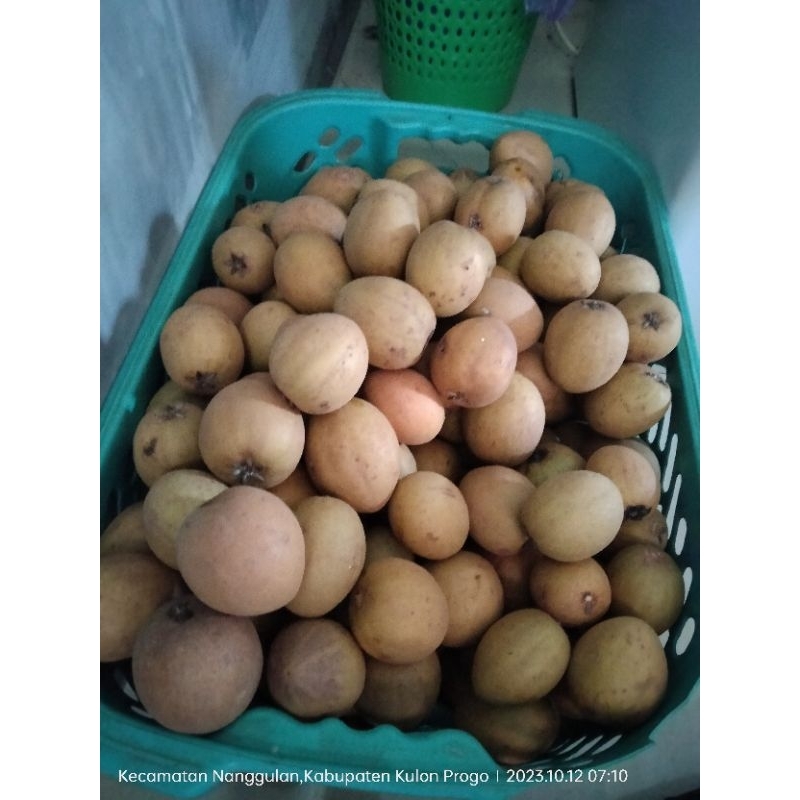 

sawo Manila,dijamin tua fresh habis petik.
