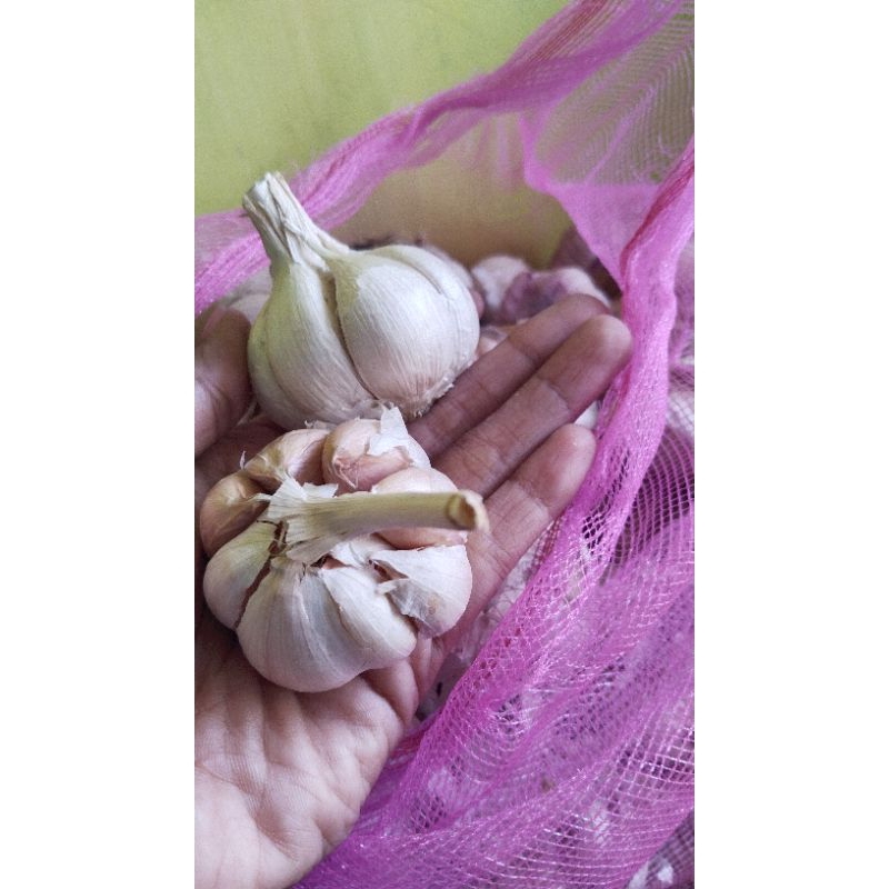 

Bawang putih sico 500gr free kardus