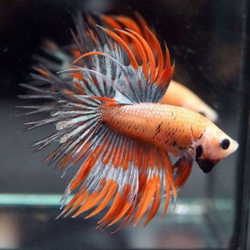 

packing cupang serit berkualitas sz m/l