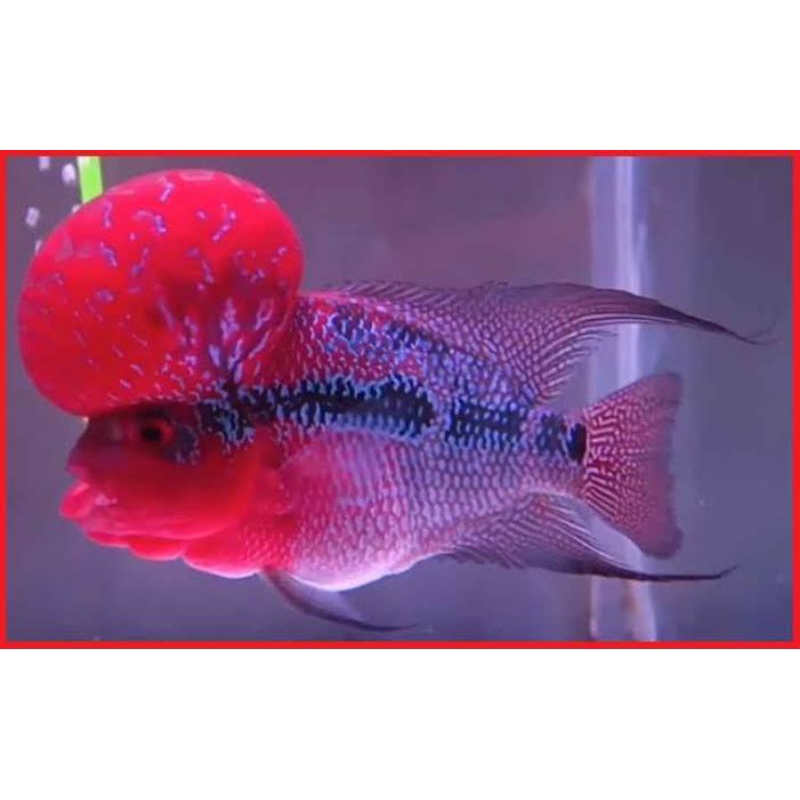 Dekorasi aquarium burayak srd superd dragon 3-8 cm lohan flowerhorn louhan bomhead