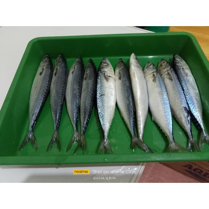 

ikan_salem