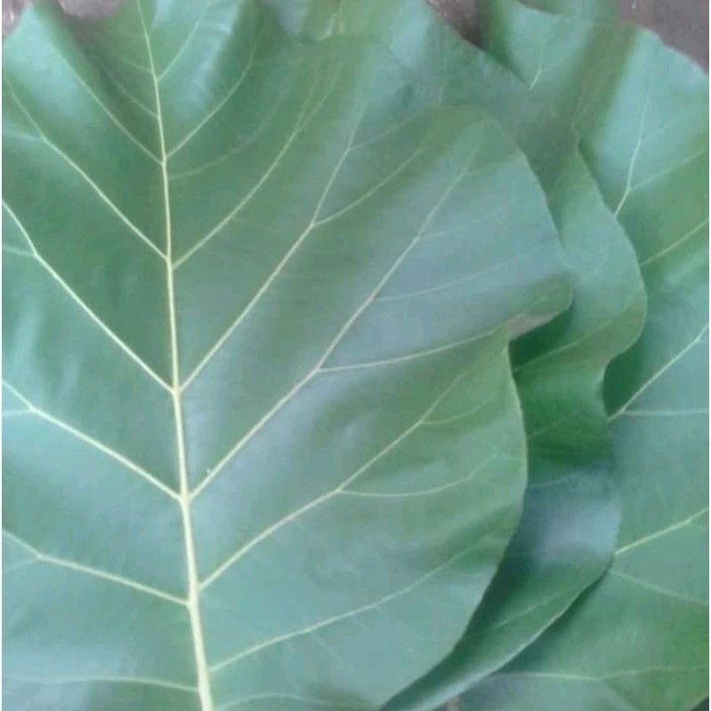 

Daun jati segar 500gr