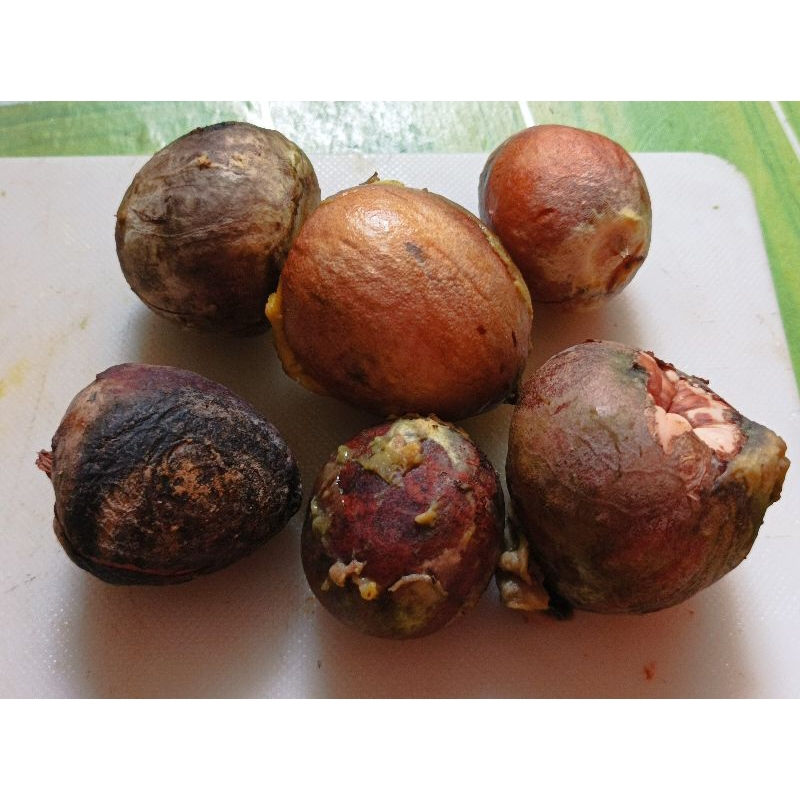 

1KG BIJI ALPUKAT MENTAH ISI RANDOM