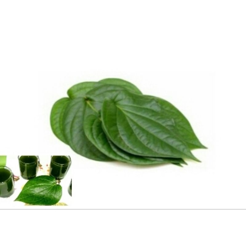 

daun sirih || 190 per lembar || daun sirih fress