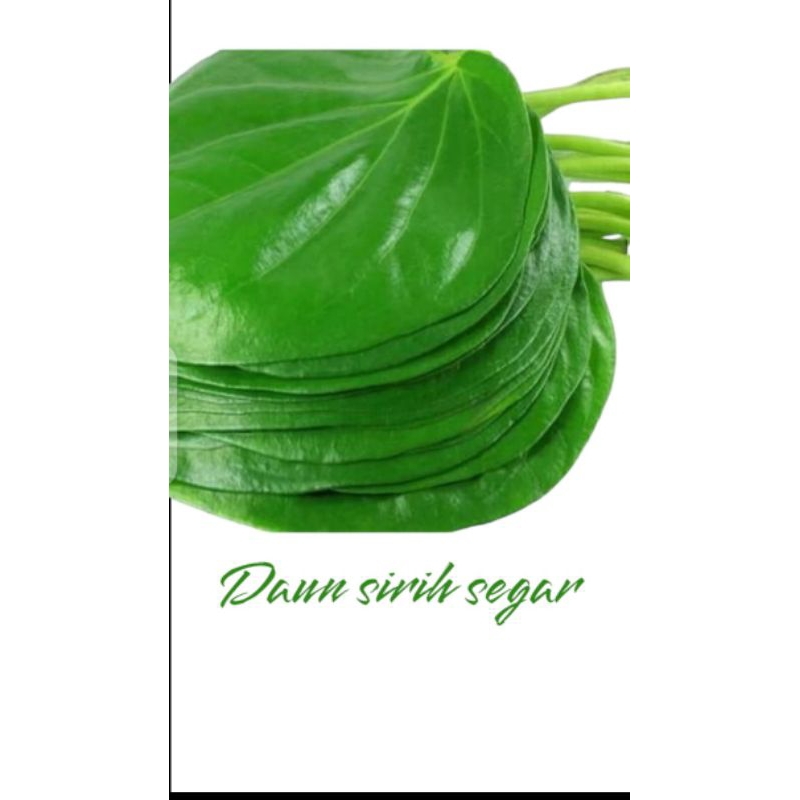 

DAUN SIRIH SEGAR