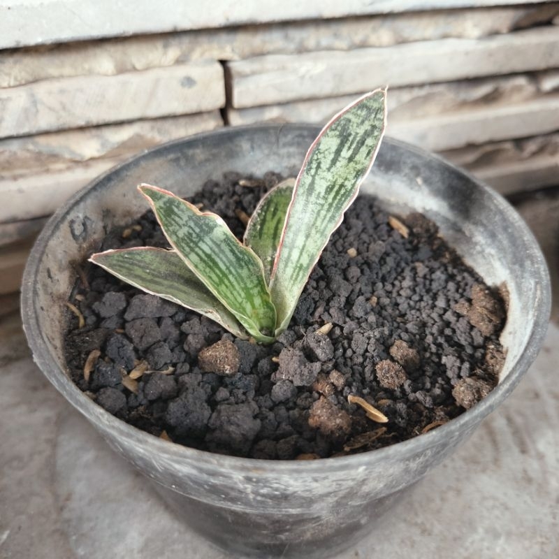 Sansevieria Cleopatra