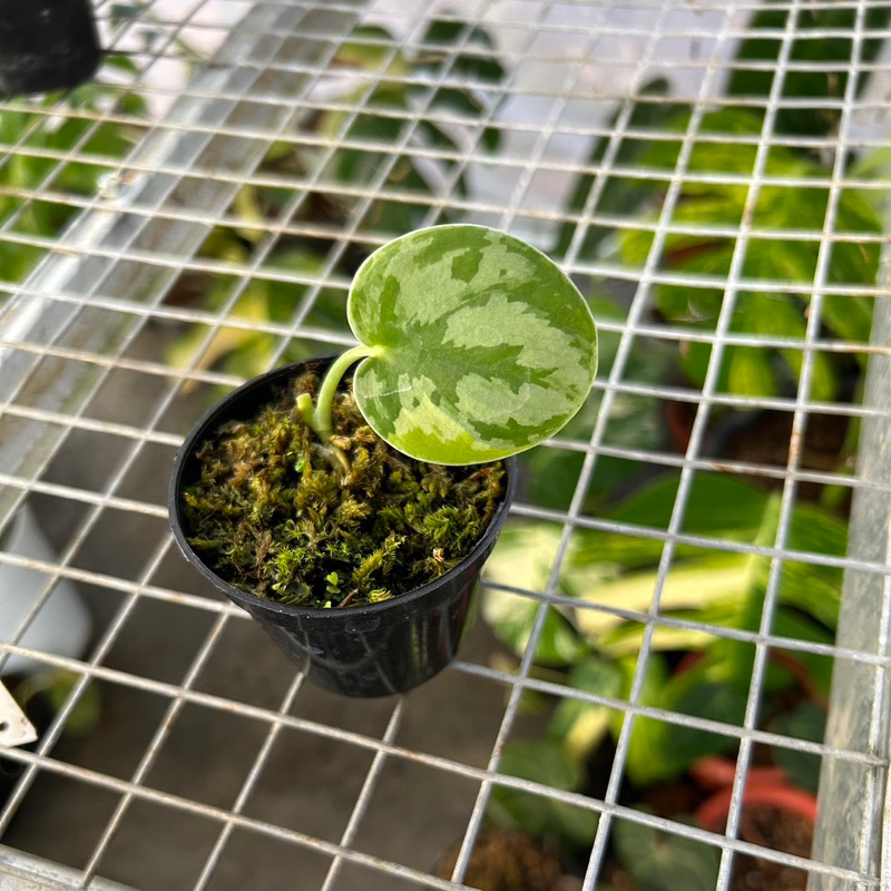 Scindapsus Yupa Variegata