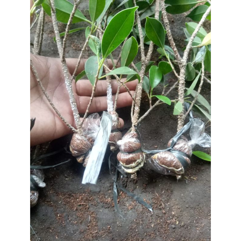 bibit kimeng kecil cangkok