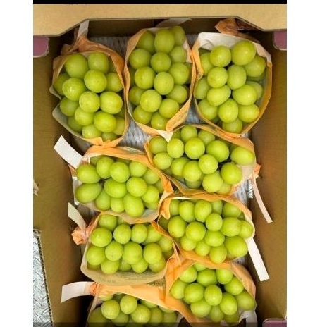 

ANGGUR MUSCAT JEPANG 1 PACK