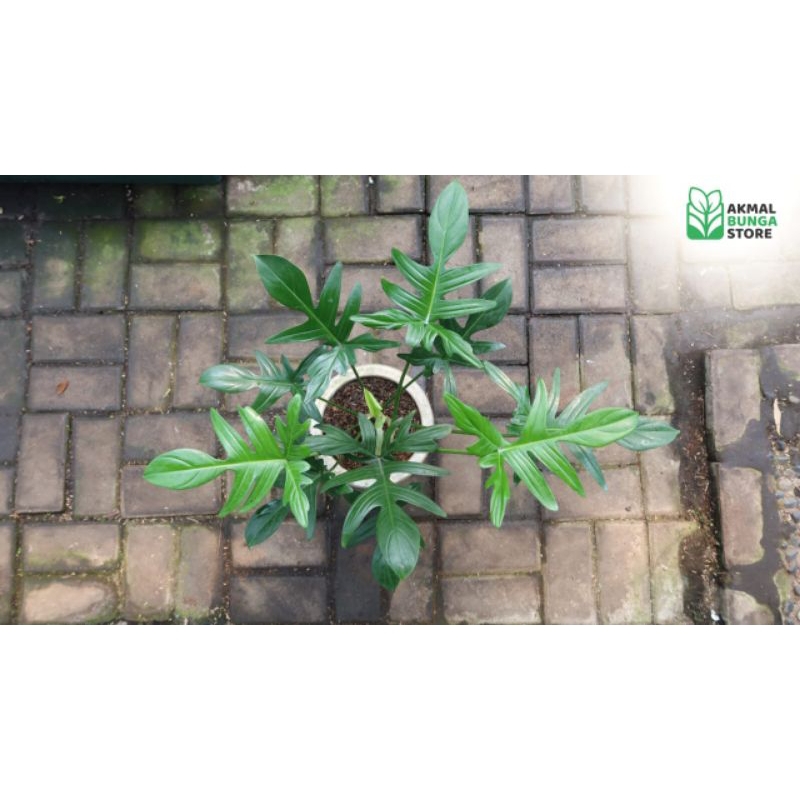 Philodendron florida