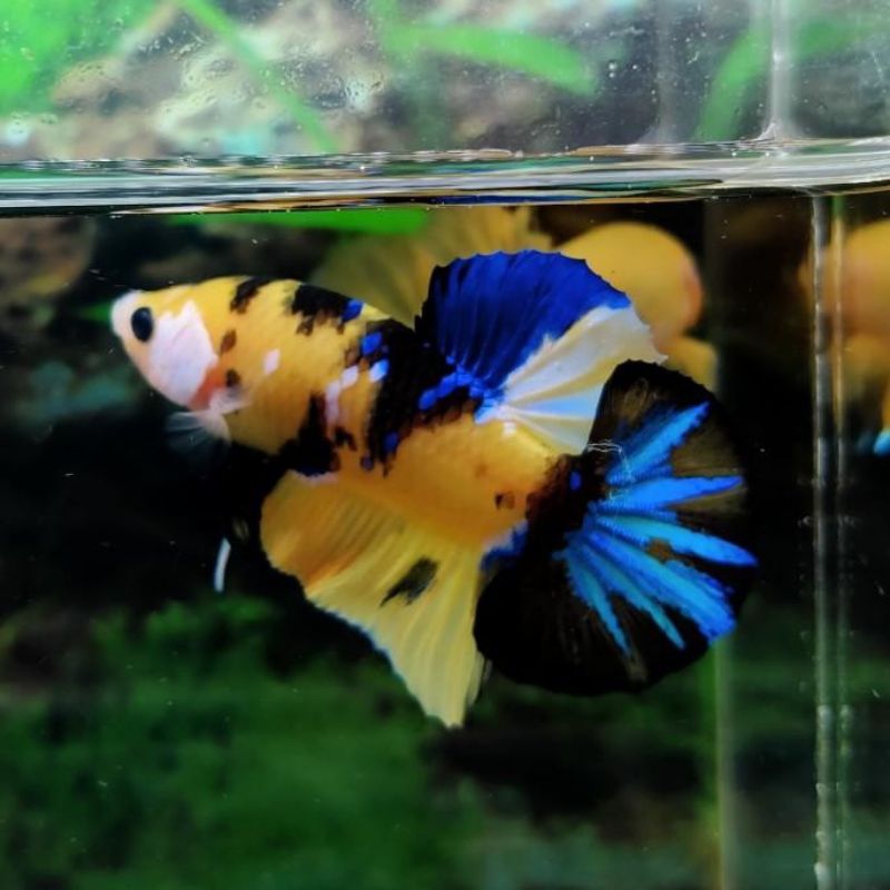 

packing cupang plakat yellow base pk yellow base sz m/l berkualitas