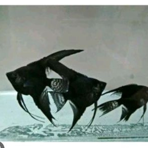 Manfish black angel/Aksesoris kebutuhan akuarium