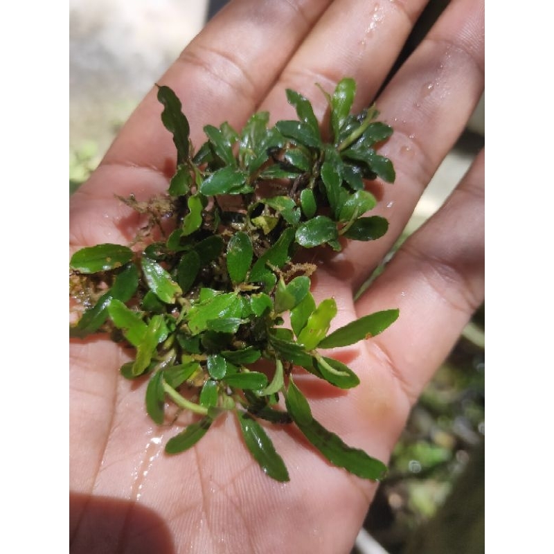 buce murah / buce mini murah