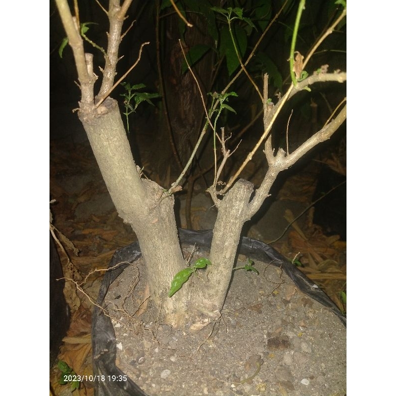 Bahan bonsai Wahong gunung original mantap jiwa siap okulasi sancang