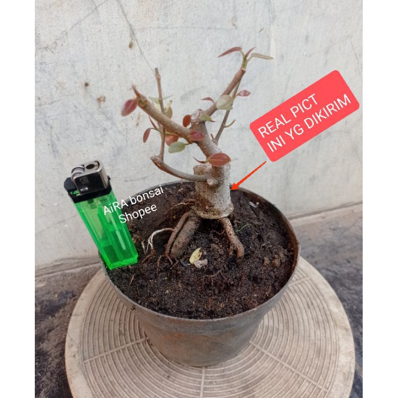 BAHAN BONSAI IPRIK SILVER