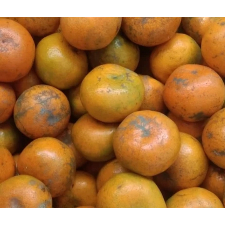 

Jeruk medan Super manis!!!! 900g 1kg