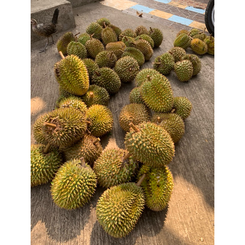 

durian