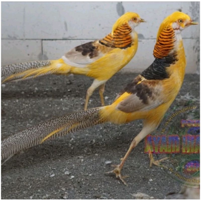 

telur ayam hias yellow pheasant