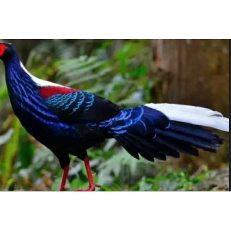 

telur ayam hias swinhoe pheasant