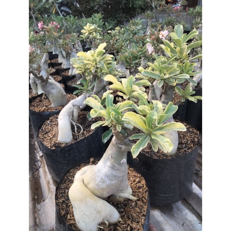 Adenium bunga tumpuk size B+