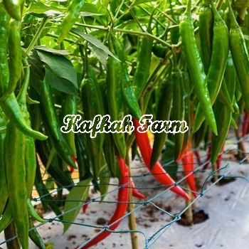 Benih 5 Biji PEPPER Thai Scorpion F1