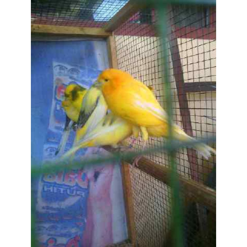 burung kenari F2 Ys bahan jantan