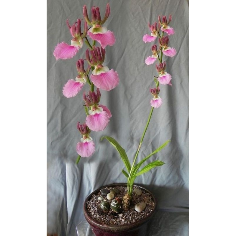 Anggrek Eulophia Guineensia ( pink )