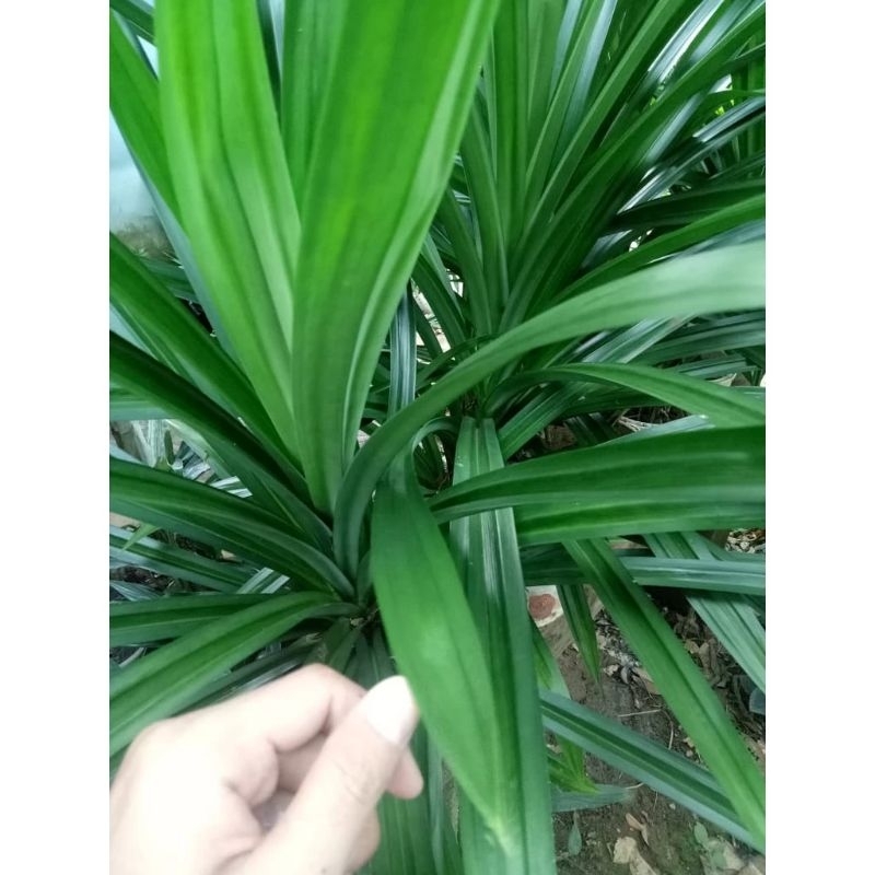 

Daun pandan segar fresh isi 10 - 15lembar