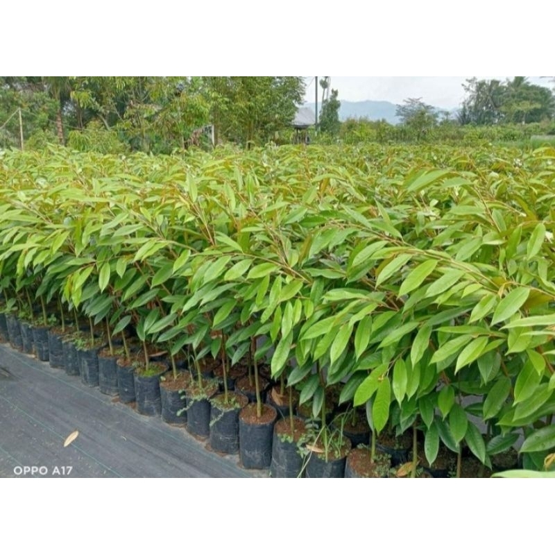 bibit durian musang king