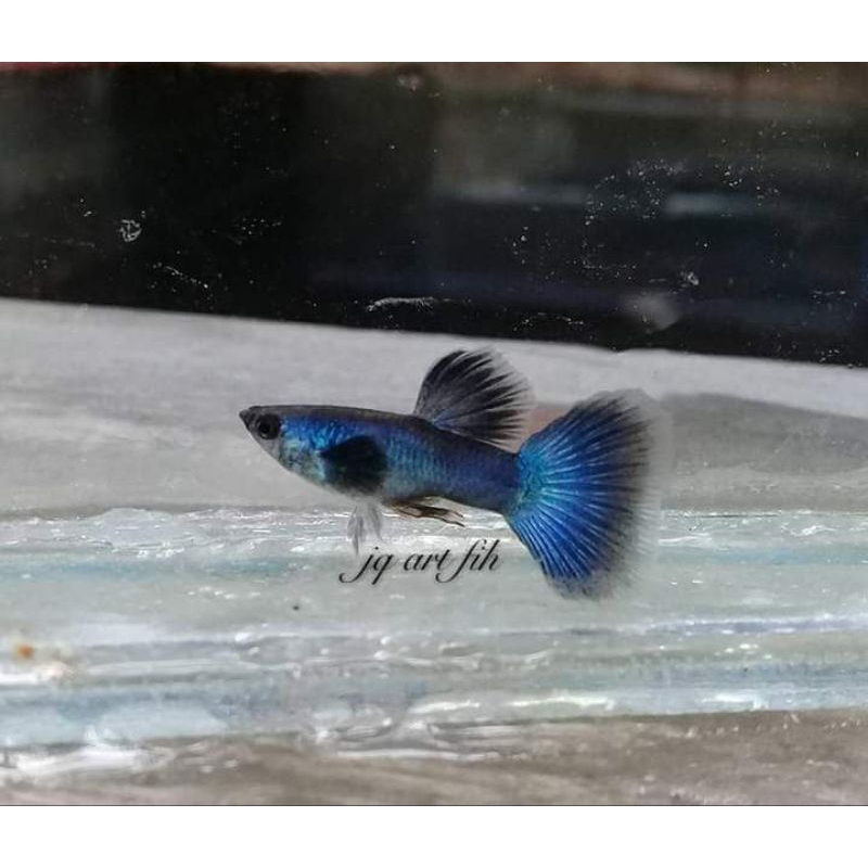 guppy blue moscow juvenile