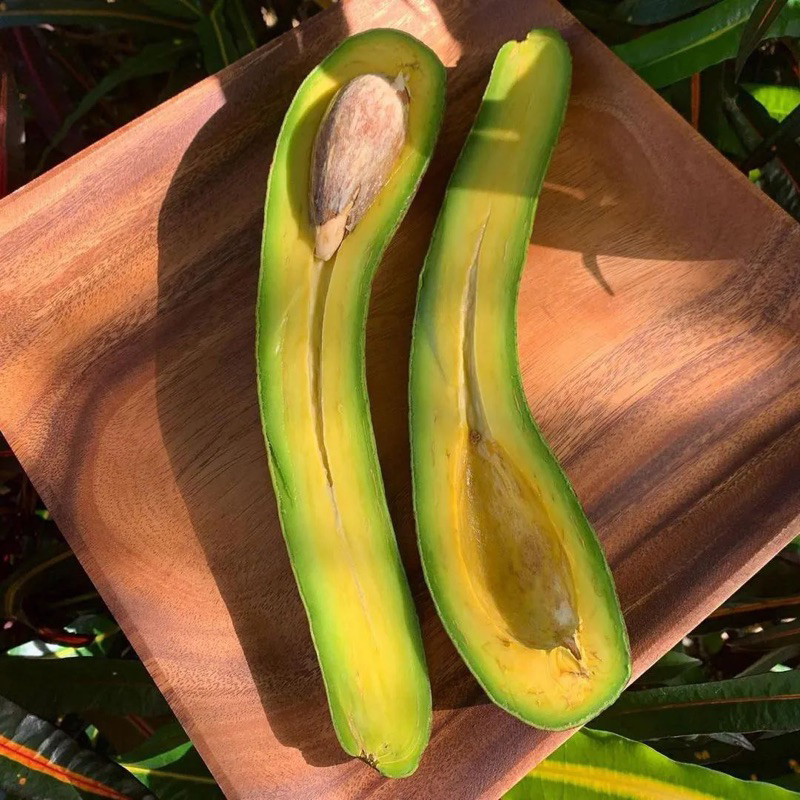 BIBIT ALPUKAT SUDAH BERBUAH