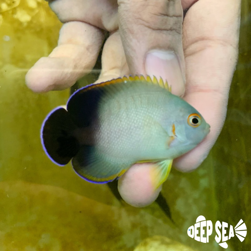 Ikan Hias Air Laut Angel Abu B