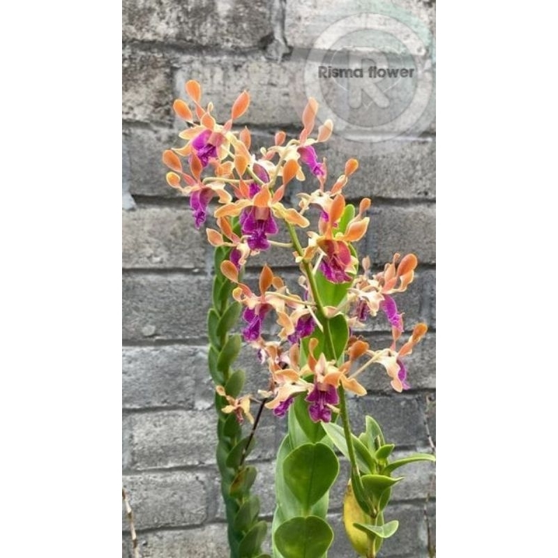 BUNGA ANGGREK DENDROBIUM JUMBO KERITING / TANAMAN HIAS POHON ANGGREK DENDROBIUM KERITING JUMBO