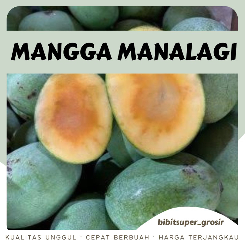 BATANG JUMBO Bibit tanaman mangga manalagi atau lalijiwo