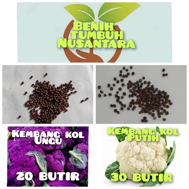 benih kembang kol putih dan kembang kol ungu